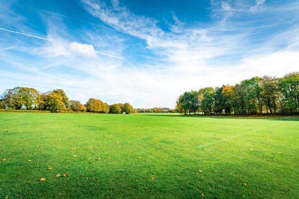istock Blue sky and are trees on the meadow 1686616827