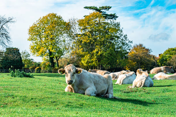 Grazing cow portrait at field