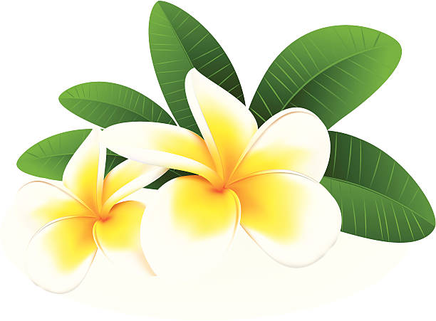 ilustraciones, imágenes clip art, dibujos animados e iconos de stock de frangipani, ilustración vectorial - plumeria
