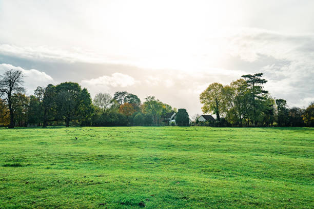 Blue sky and are trees on the meadow