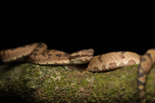 istock Malabar pit viper (Trimeresurus malabaricus), brown colour morph in rainforest habitat with waterfall, Amboli, Maharashtra 1686631153