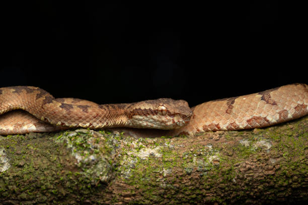 Malabar pit viper (Trimeresurus malabaricus), brown colour morph in rainforest habitat with waterfall, Amboli, Maharashtra