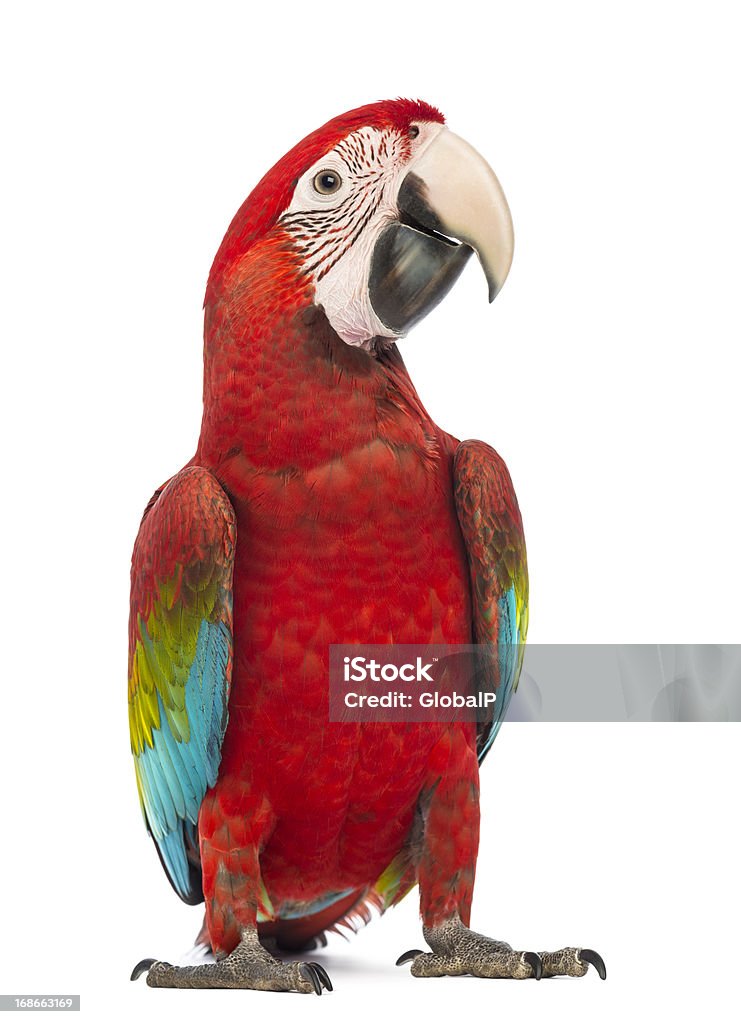 Green-winged Macaw, Ara chloropterus, in front of white background Green-winged Macaw, Ara chloropterus, 1 year old, in front of white background Parrot Stock Photo