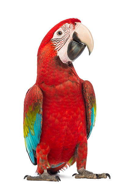 Green-winged Macaw, Ara chloropterus, in front of white background Green-winged Macaw, Ara chloropterus, 1 year old, in front of white background parrot stock pictures, royalty-free photos & images