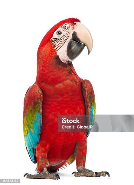 Greenwinged Macaw Ara Chloropterus In Front Of White Background Stock Photo - Download Image Now