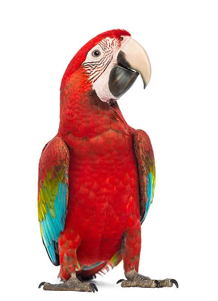 Green-winged Macaw, Ara chloropterus, 1 year old, in front of white background