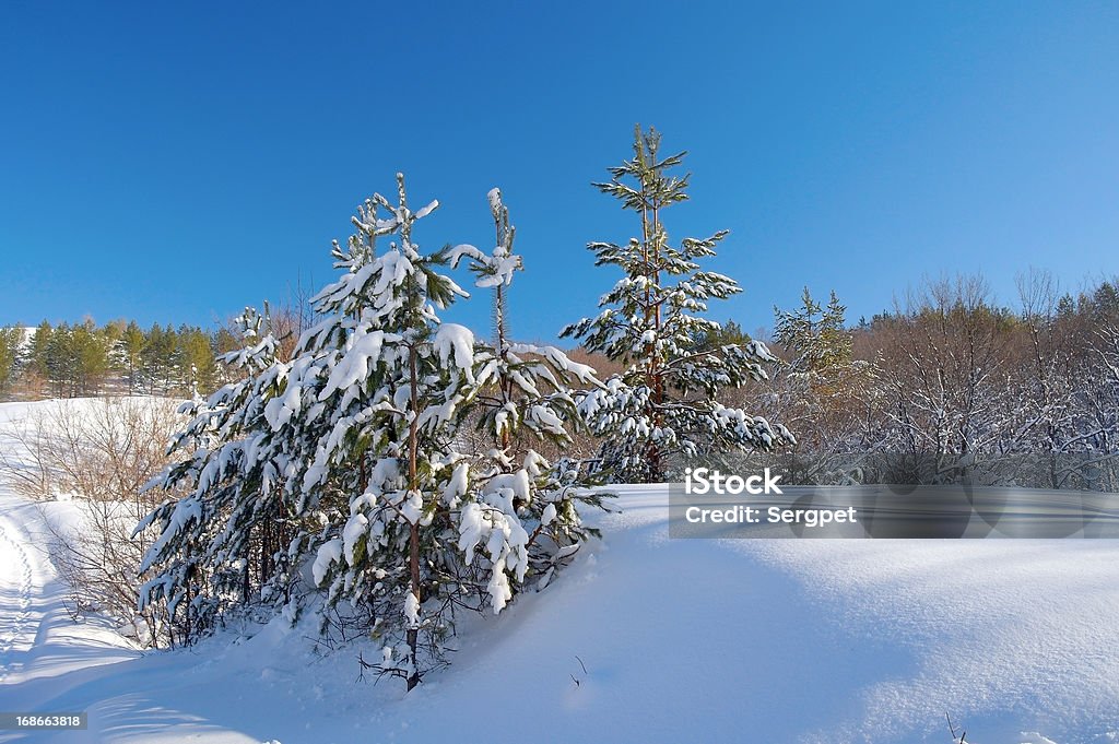 Paysage de forêt d'hiver - Photo de Arbre libre de droits