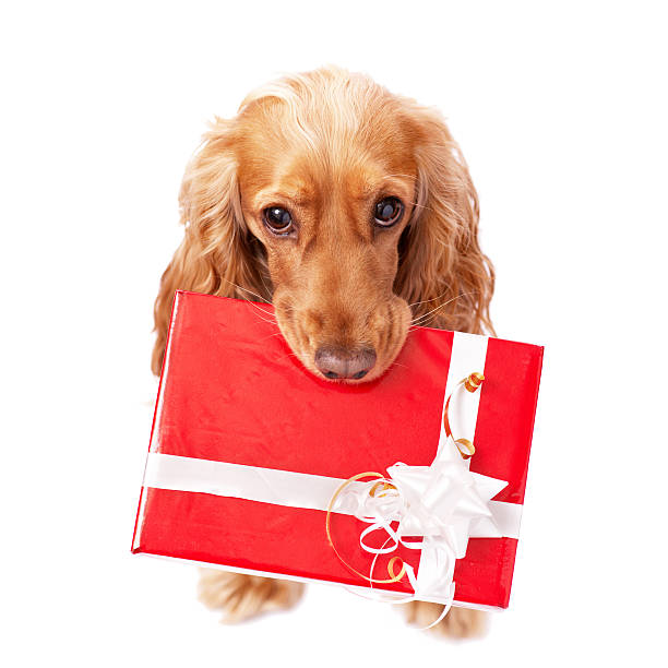dog with the beautiful present stock photo