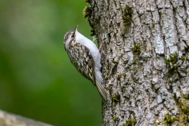 A treecreeper climbing a tree in Southern Finland