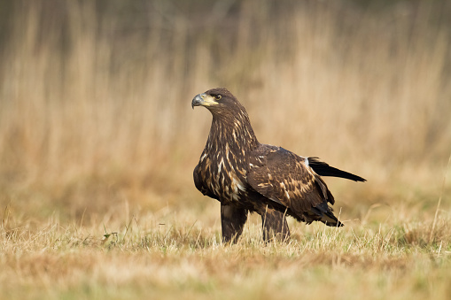 Majestic predator White-tailed eagle, Haliaeetus albicilla in Poland wild nature