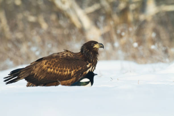 istock Majestic predator White-tailed eagle, Haliaeetus albicilla in Poland wild nature 1686656063
