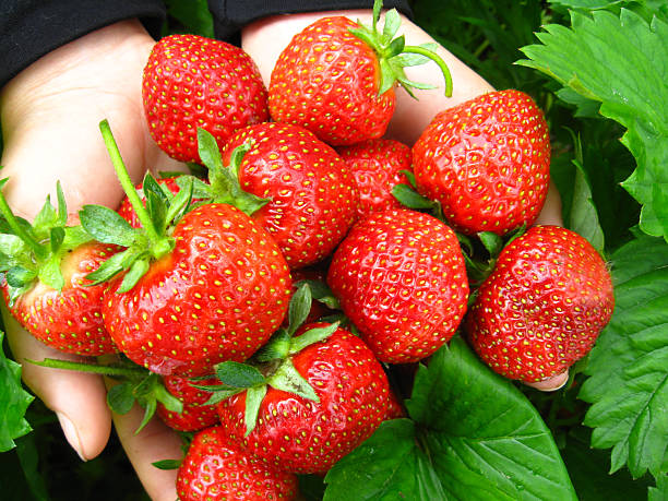 istock Palms full of strawberries 168665752