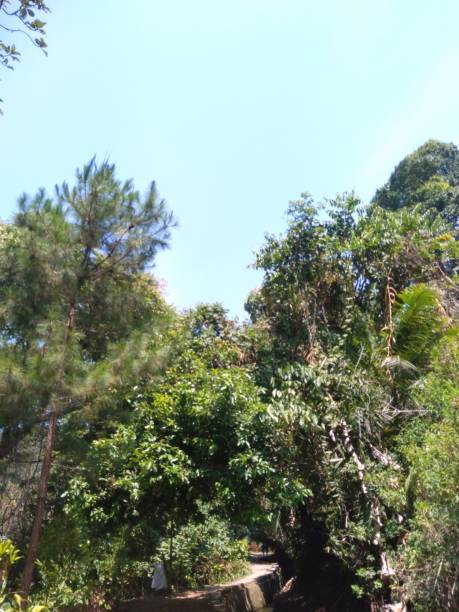 istock dry trees throughout the dry season 1686670831