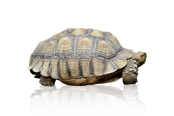 istock African spurred tortoise or Geochelone sulcata isolated on white background ,include clipping path 1686670844