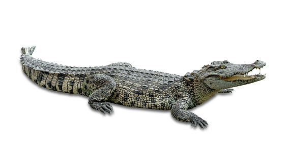 Brown Leather Crocodile Texture Skin Alligator Pattern Luxury Background Macro Photography