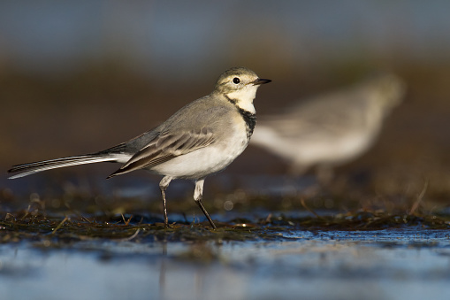 Bird white wagtail Motacilla alba small bird with long tail on blurred background, Poland Europe