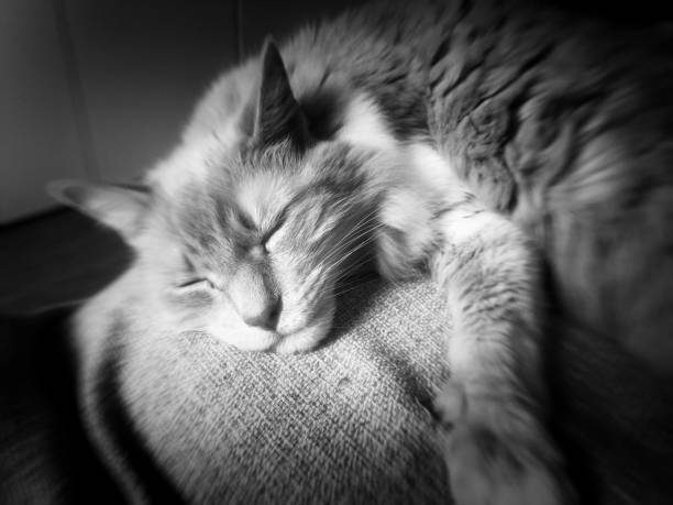 istock black and white photo sleeping cat 1686671933