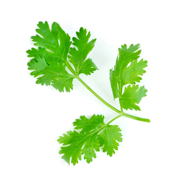 istock leaf Coriander or Cilantro isolated on white background ,Green leaves pattern 1686673510