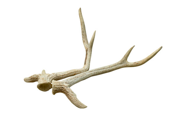 istock antlers of spotted deer isolated on white background  ,include clipping path 1686694536