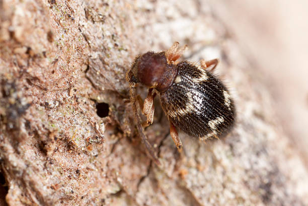 istock Ptinus rufipes on wood, extreme close-up with high magnification 168669535