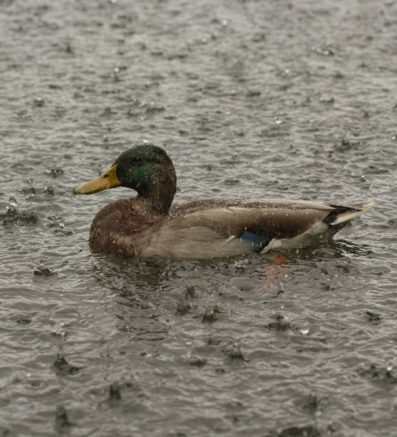 A female mallard balances herself and flaps off some water as she exits the Central Park Boat Pond near East 72nd Street.