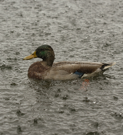 An isolated image of a duck on the water with rain falling from the sky