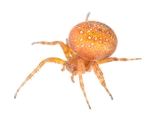 istock Four-spot orb-weaver (Araneus quadratus) isolated on white background 168669678