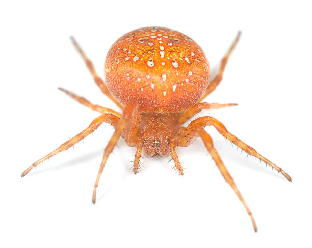 Four-spot orb-weaver (Araneus quadratus) isolated on white background