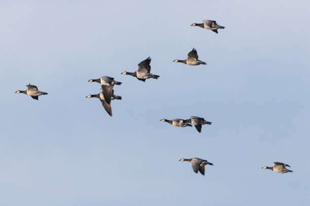 A flock of barnacle geese