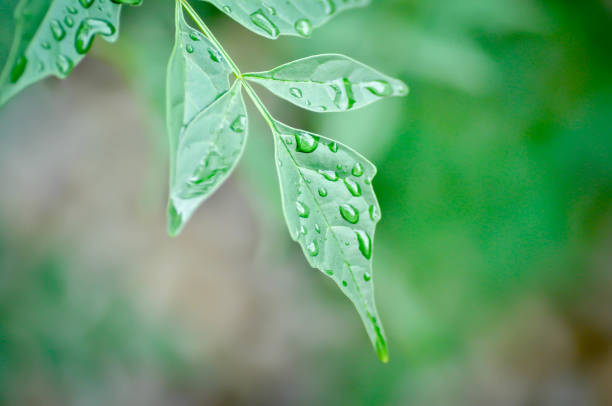 istock Cork tree, Indian cork tree or Millingtonia hortensis Linn or BIGNONIACEAE and dew drop 1686709119