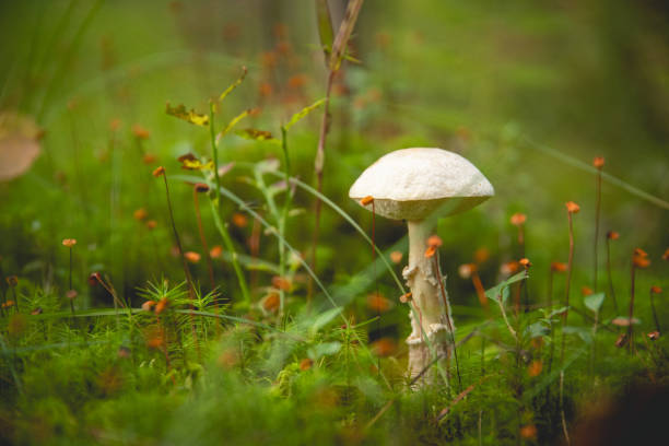 istock A white mushroom standing alone in the forest on the forest floor. Moss, pine needles on the ground. Autumn day looking for mushrooms. 1686709647