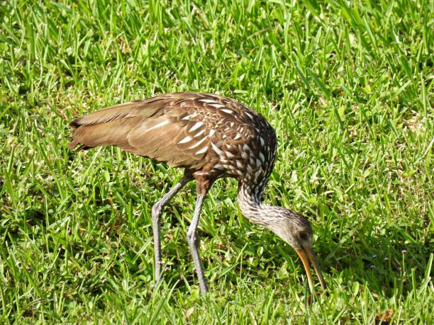 istock Limpkin (Aramus guarauna) -  with an apple snail in the grass 1686710687
