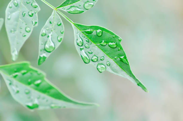 istock Cork tree, Indian cork tree or Millingtonia hortensis Linn or BIGNONIACEAE and dew drop 1686710690