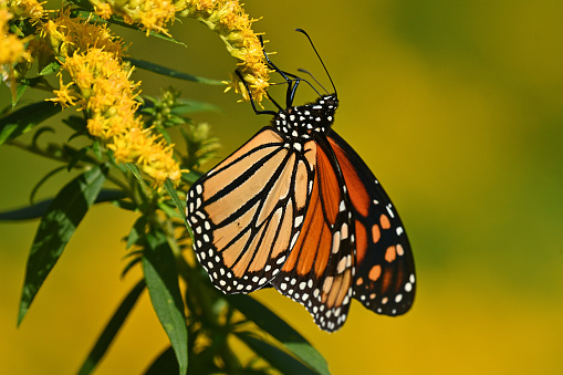 Monarch butterfly (Danaus plexippus plexippus) nectaring on goldenrod in September at a Connecticut state park -- fueling up for its long migration to Mexico. The International Union for Conservation of Nature (IUCN) classifies the eastern population of the monarch as endangered. Thus this subspecies is on the IUCN Red List. The only butterfly in the world that undergoes such an extensive migration.