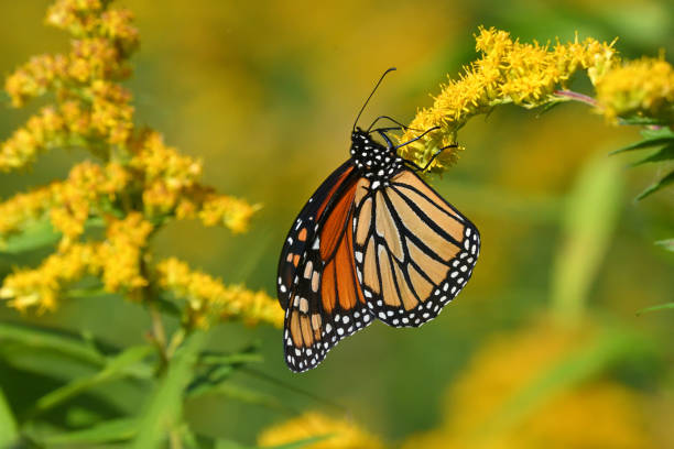 istock Monarch butterfly hanging on goldenrod 1686711734