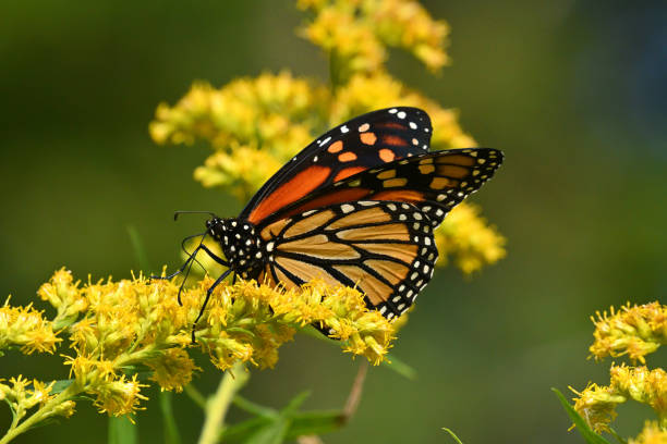 istock Monarch butterfly in September sunlight 1686712250