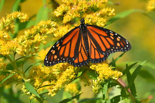 istock Monarch butterfly on goldenrod, top view 1686712268