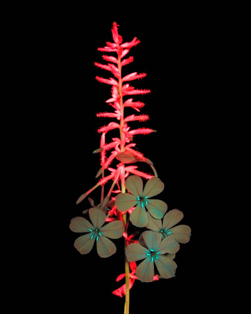 istock UVIVF Ultraviolet induced visible fluorescence 1686714952