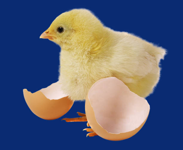 istock Newborn brown babies chicken standing on egg shells isolated 1686718294