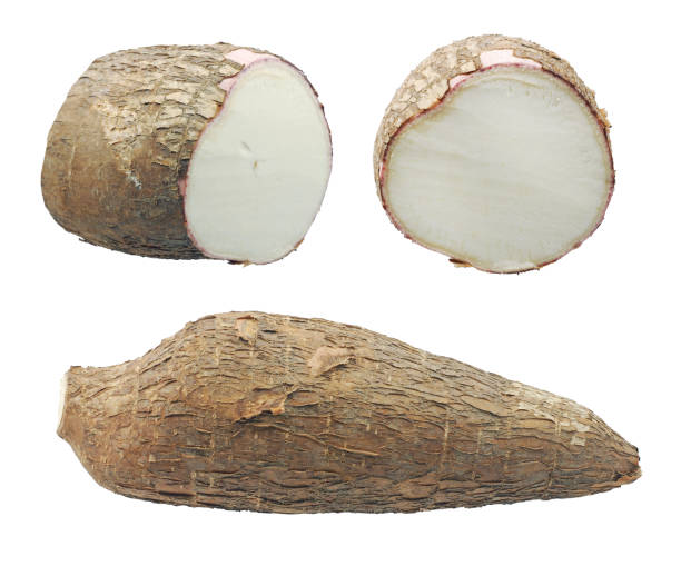 istock Yucca cassava roots, isolated on white 1686719933
