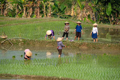 Several women with cone hats in the rice fields in North Vietnam, during sunset