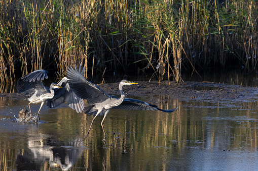 A grey heron giving another one a chase in Southern Finland