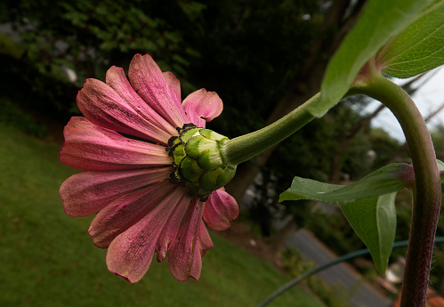 A Zinnia fading in the late summer