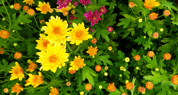 Beautiful tropical yellow, violet or purple flower blooming with green leaves background in floral garden and copy space. Flower name is Chrysanthemum and scientific name is Dendranthema Grandiflora
