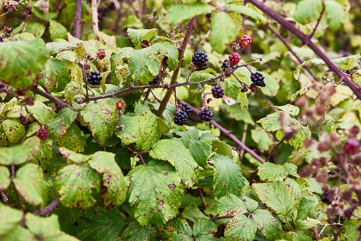 Abundant, plump berries are an invasive weed that taste and look like summer but will take over wherever they are introduced. These Himalayan blackberries were growing in the Pacific Northwest in Shelton, Washington.