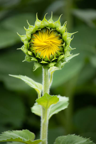 istock Sunflower about to bloom 1686721696