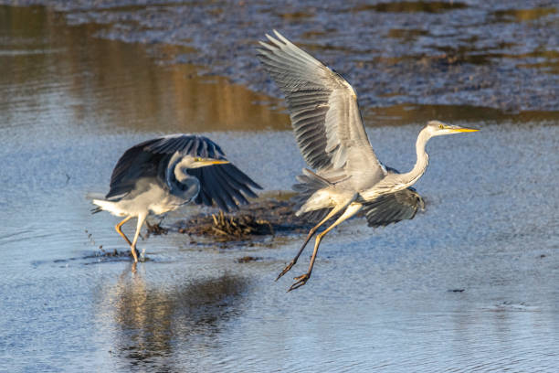 istock Grey herons in Finland 1686721750