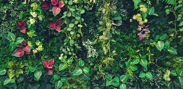 Green creeper, vine or ivy, white flower and red leaves wall for background in vintage tone. Natural wallpaper or Nature pattern. Freshness season and group of plant growth.