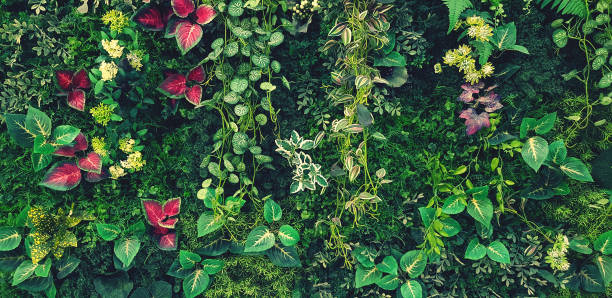 creeper verde, videira ou hera, flor branca e parede de folhas vermelhas para fundo em tom vintage. papel de parede natural ou padrão natural. época de frescura e grupo de crescimento das plantas. - ivy vine creeper plant leaf - fotografias e filmes do acervo