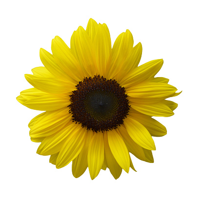 Sunflower isolated on white background. Flat lay, top view.
